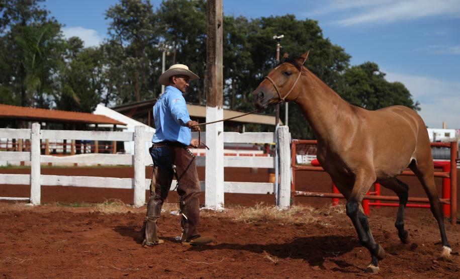 Cavalo