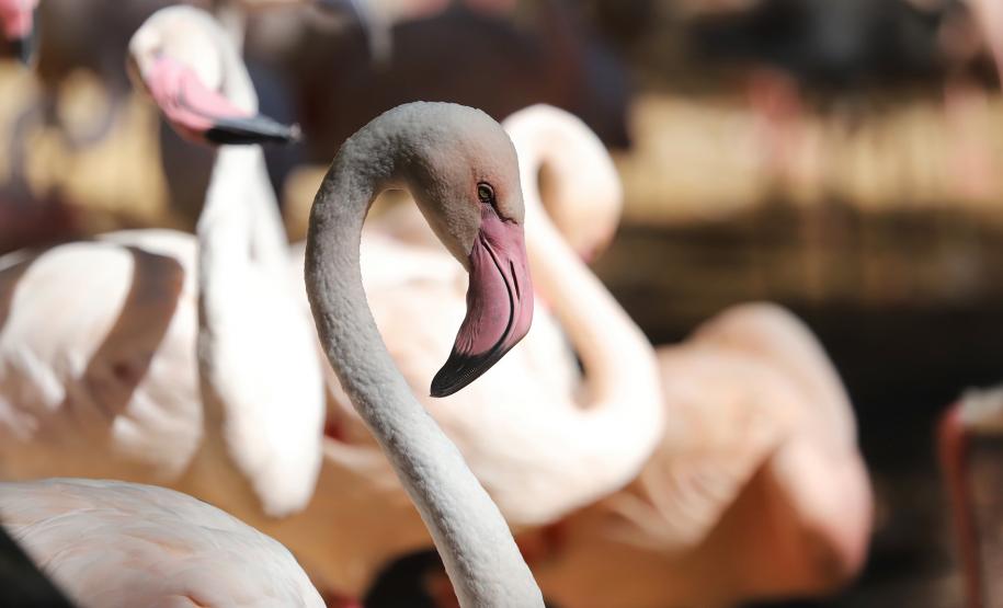 Parque das Aves